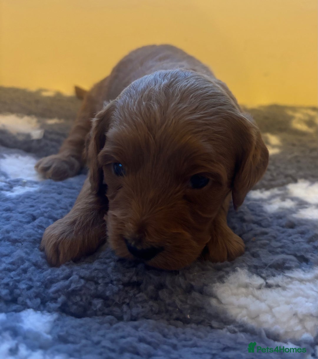 Cockapoo dogs for sale: Stunning F1 Cockapoos from H/Tested KC Parents!! - Image 24