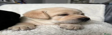 Labrador Retriever 1
