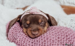 Miniature Dachshund dogs for sale: Daschund pups chocolate and chocolate dapple - Image 14