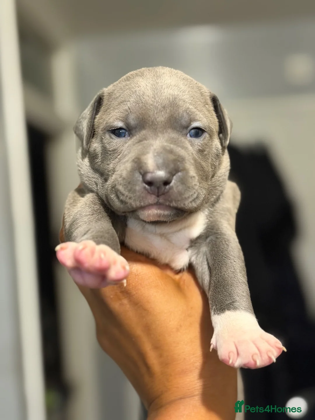 Staffordshire Bull Terrier dogs for sale: Beautiful long legged Staff Litter - Advert 2