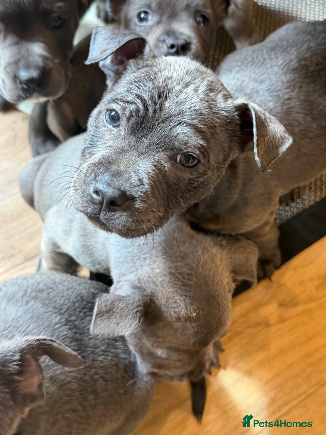 Mixed Breed dogs for sale: Amazing blue Chaffy puppies - Advert 2