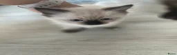 Ragdoll cats for sale: ❤️ Stunning Pure Ragdoll Kittens 2 Boys & 2 Girls  - Advert 2