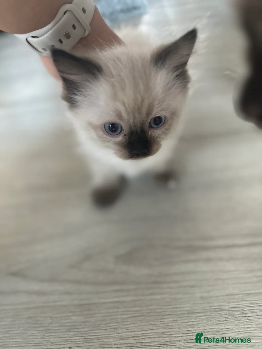 Ragdoll cats for sale: ❤️ Stunning Pure Ragdoll Kittens 2 Boys & 2 Girls  - Advert 2