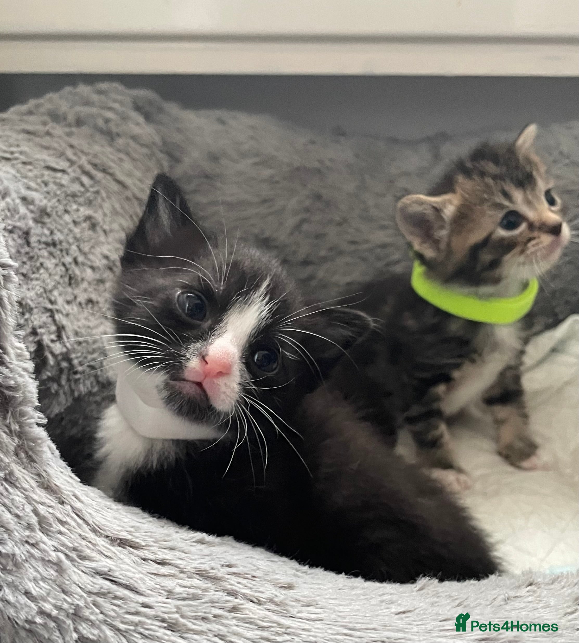 Mixed Breed cats 4 Beautiful Kitten - Advert 1