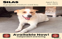 Mixed Breed dogs for adoption: Silas. 4 yrs approx. Available for adoption. in Brixham - Image 1