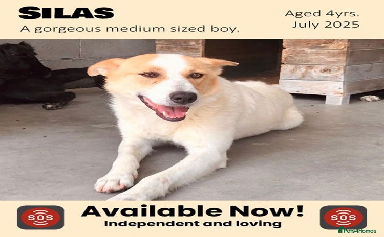 Mixed Breed dogs in Brixham - Advert 17