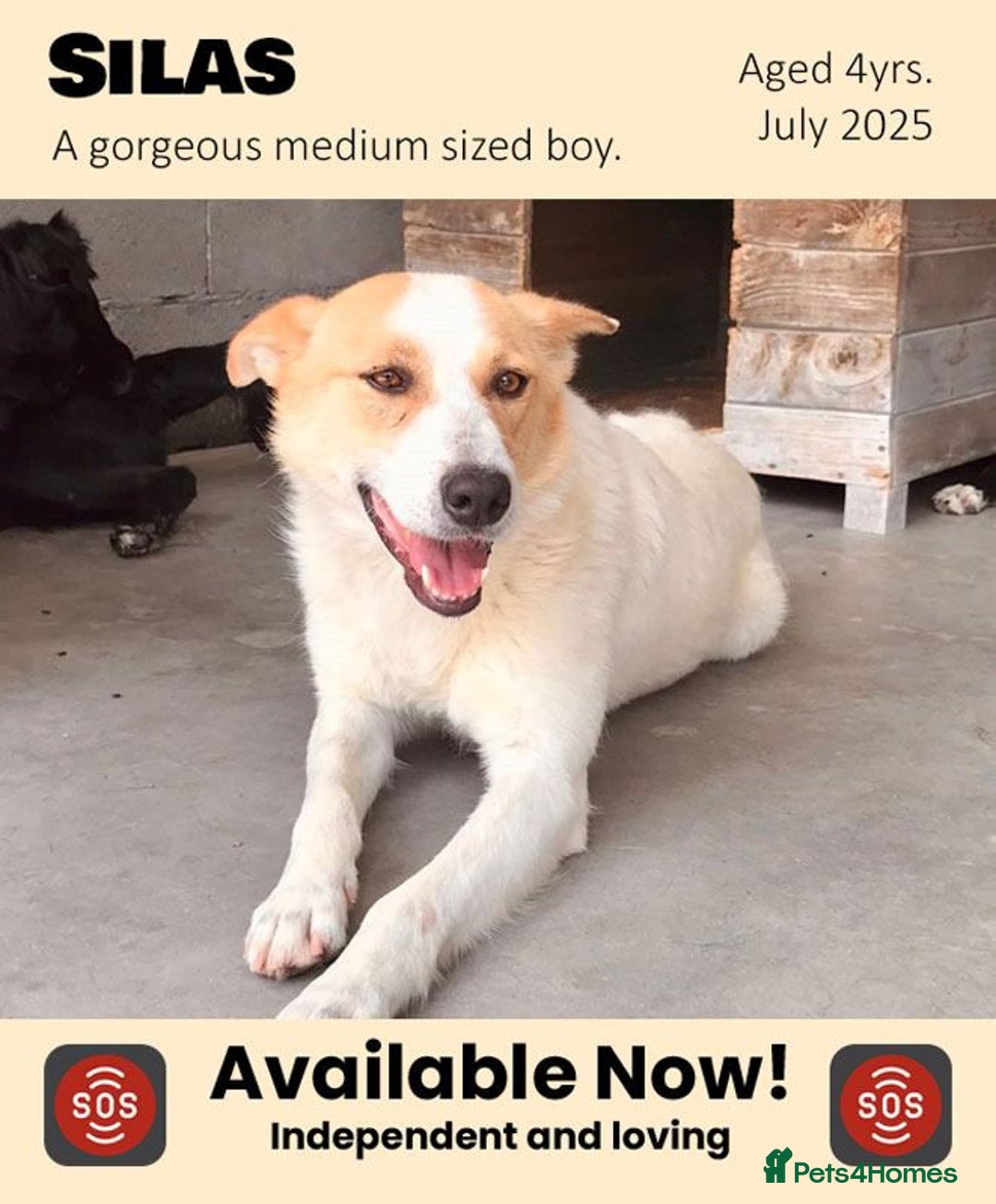 Mixed Breed dogs for adoption: Silas. 4 yrs approx. Available for adoption. in Brixham - Image 1