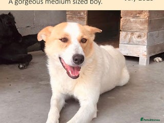 Mixed Breed dogs in Brixham - Advert 18