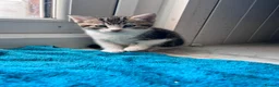 Mixed Breed cats for sale: Beautiful kitten  - Advert 11