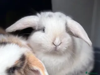 Mini Lop rabbits Last Mini Lop Baby Boy - Ready to leave Tuesday - Advert 2