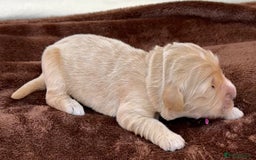 Double Doodle dogs for sale: Stunning Double Doodle Puppies  - Image 7