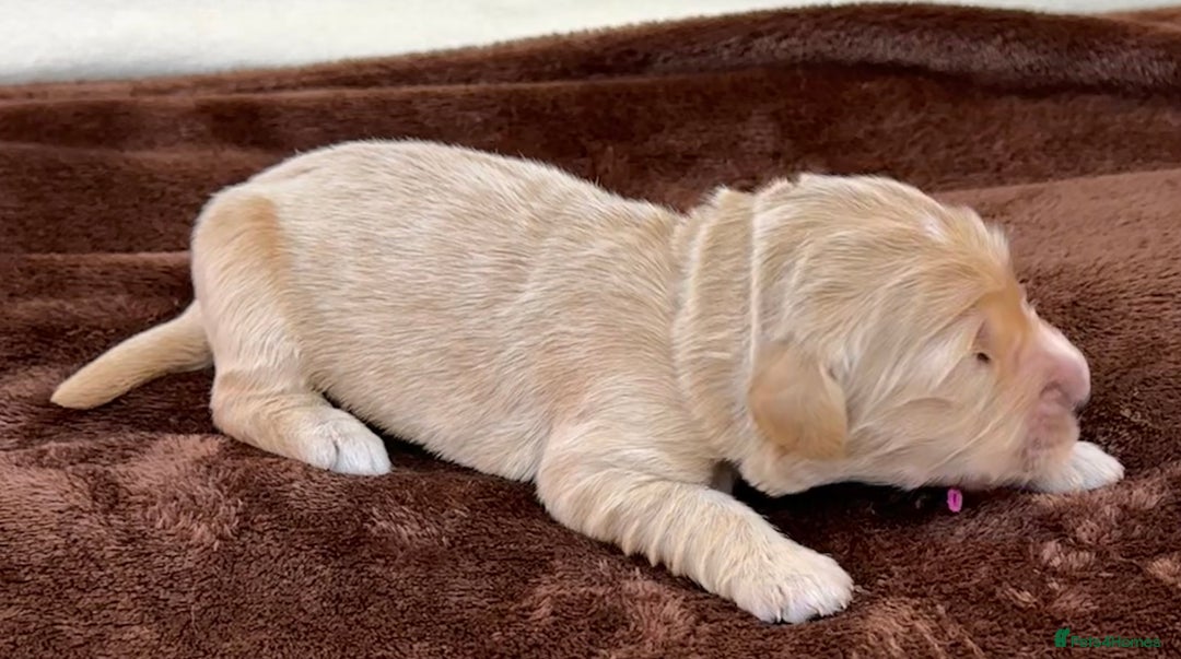 Double Doodle dogs for sale: Stunning Double Doodle Puppies  - Image 7
