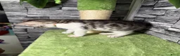 Bengal cats for sale: 5 beautiful girl bengal cross breed 🩷 - Advert 24