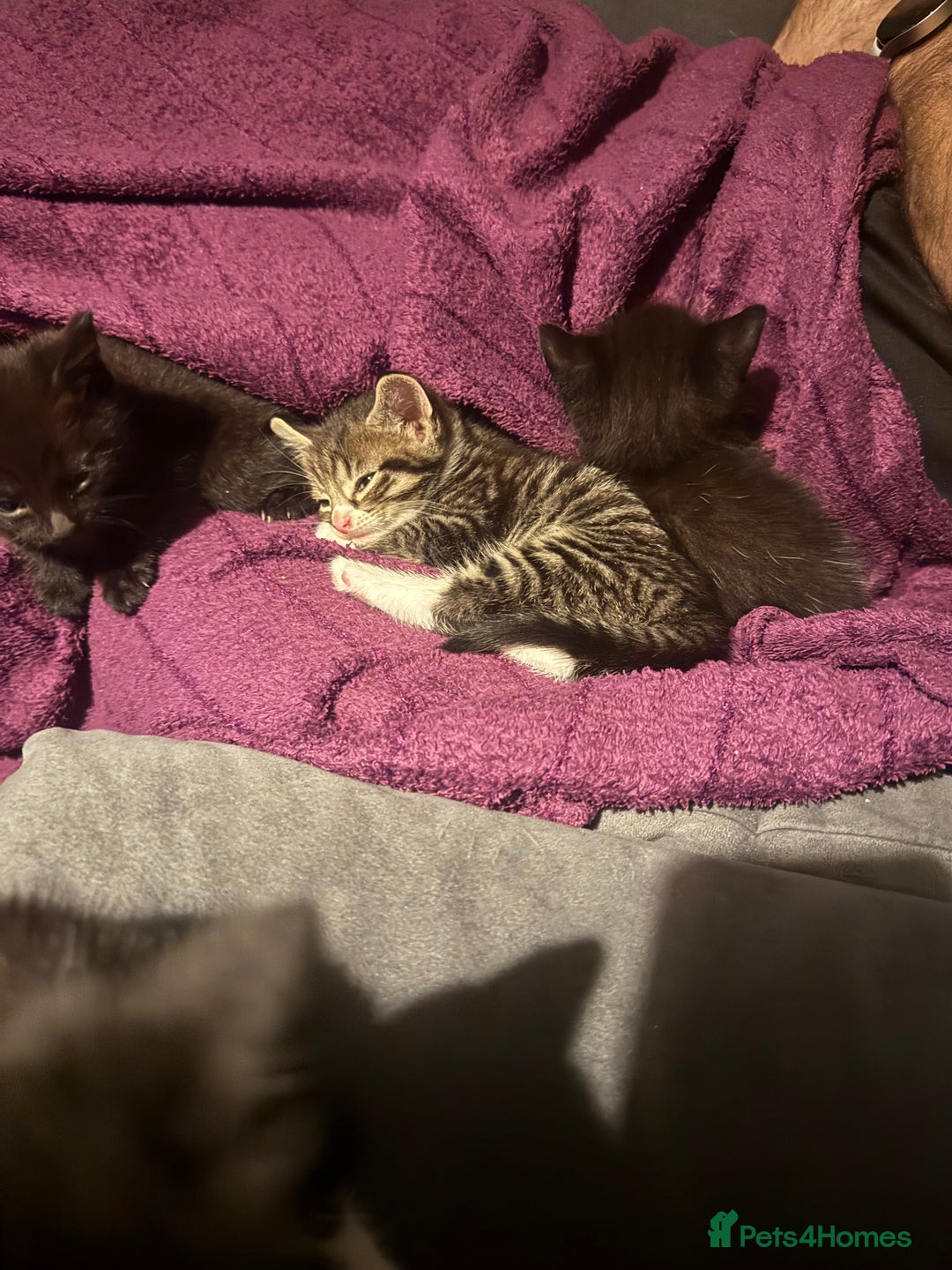 Mixed Breed cats for sale: 3x male kittens ready 26th October  - Image 4