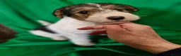 Fox Terrier dogs for sale: 3 little foxie girls - Advert 6
