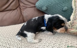Cocker Spaniel dogs for sale: Cocker Spaniel ( show type) KC registered - Image 5