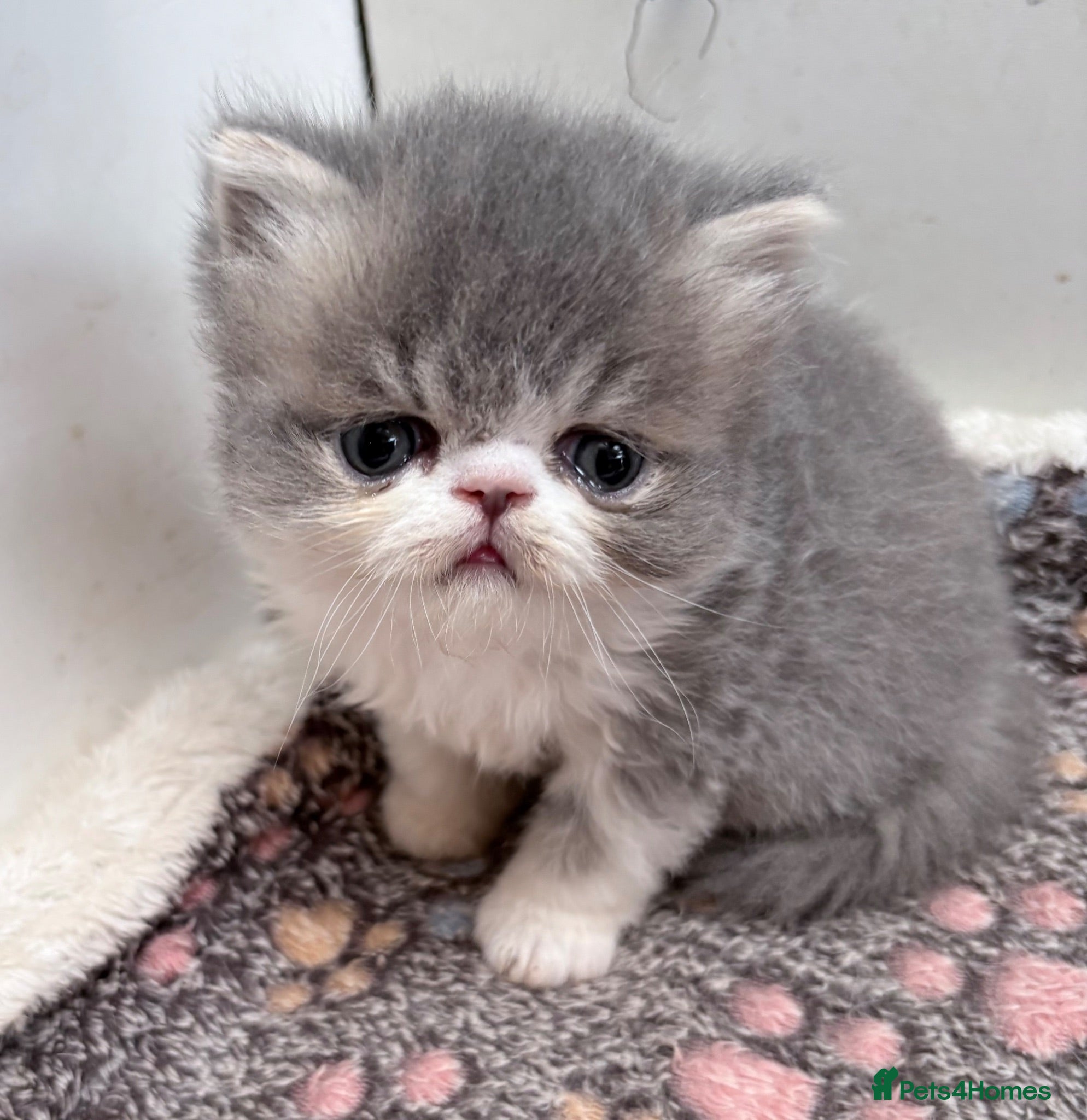 Exotic cats Beautiful Exotic cream & white female - Advert 1
