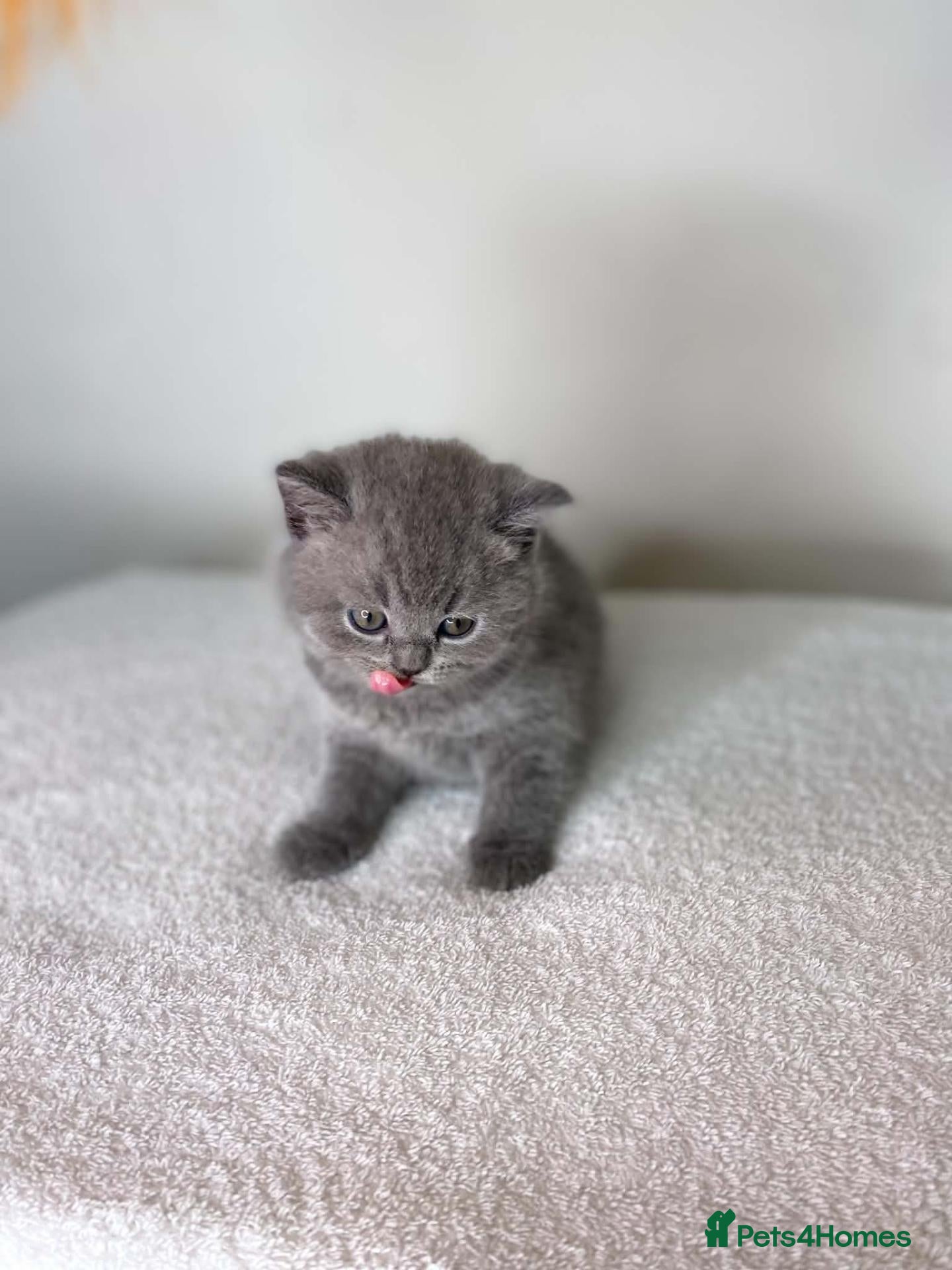 British Shorthair cats Beautiful Purebred Blue British Shorthair Kittens  - Advert 2