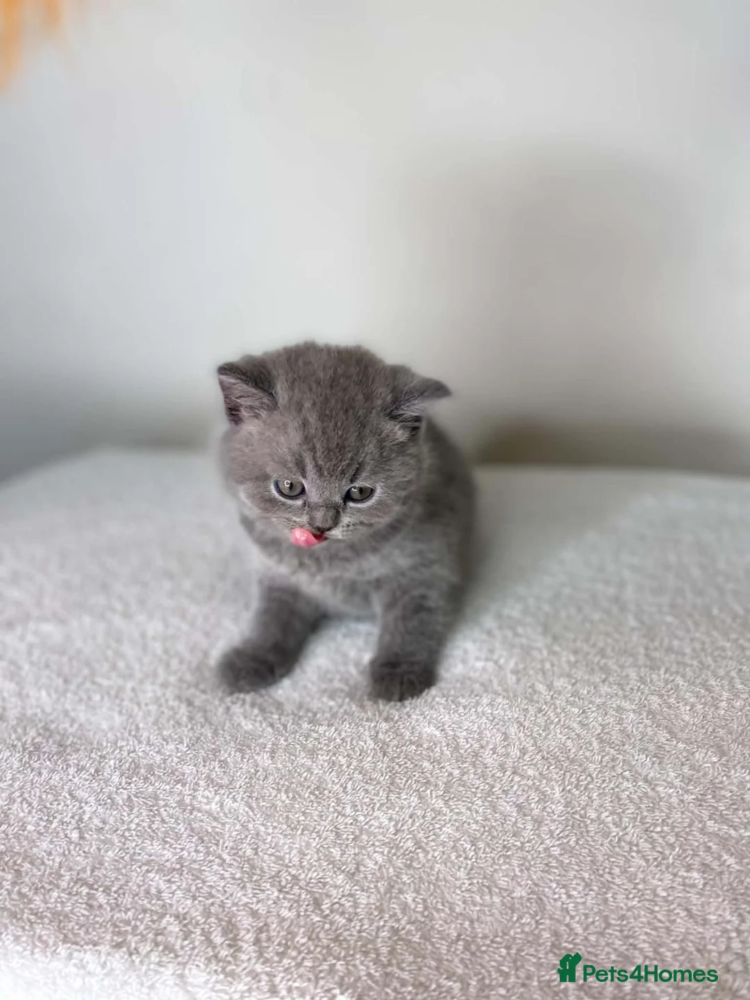 British Shorthair cats for sale: Beautiful Purebred Blue British Shorthair Kittens  in Dundee - Advert 2