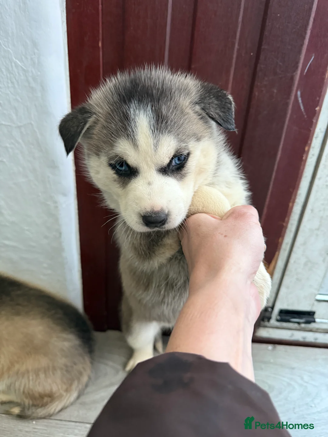 Siberian Husky dogs for sale: Puppies Siberian Huskies  - Advert 19