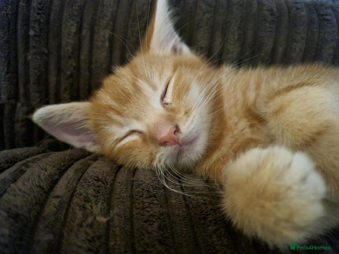 Mixed Breed cats for sale: Three beautiful male kittens - Image 2