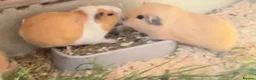 Guinea Pig rodents for sale: Lunkyra and Californian baby guinea pigs  - Advert 2