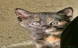 Mixed Breed cats for sale: 4 calico girls for sale  - Image 3