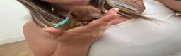 Toy Poodle dogs for sale: 🌟 Beautiful Toy Poodle Puppies 🌟 - Advert 7
