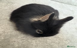 Netherland Dwarf rabbits for sale: Netherlands dwarf/lion head dwarf babies - Image 4