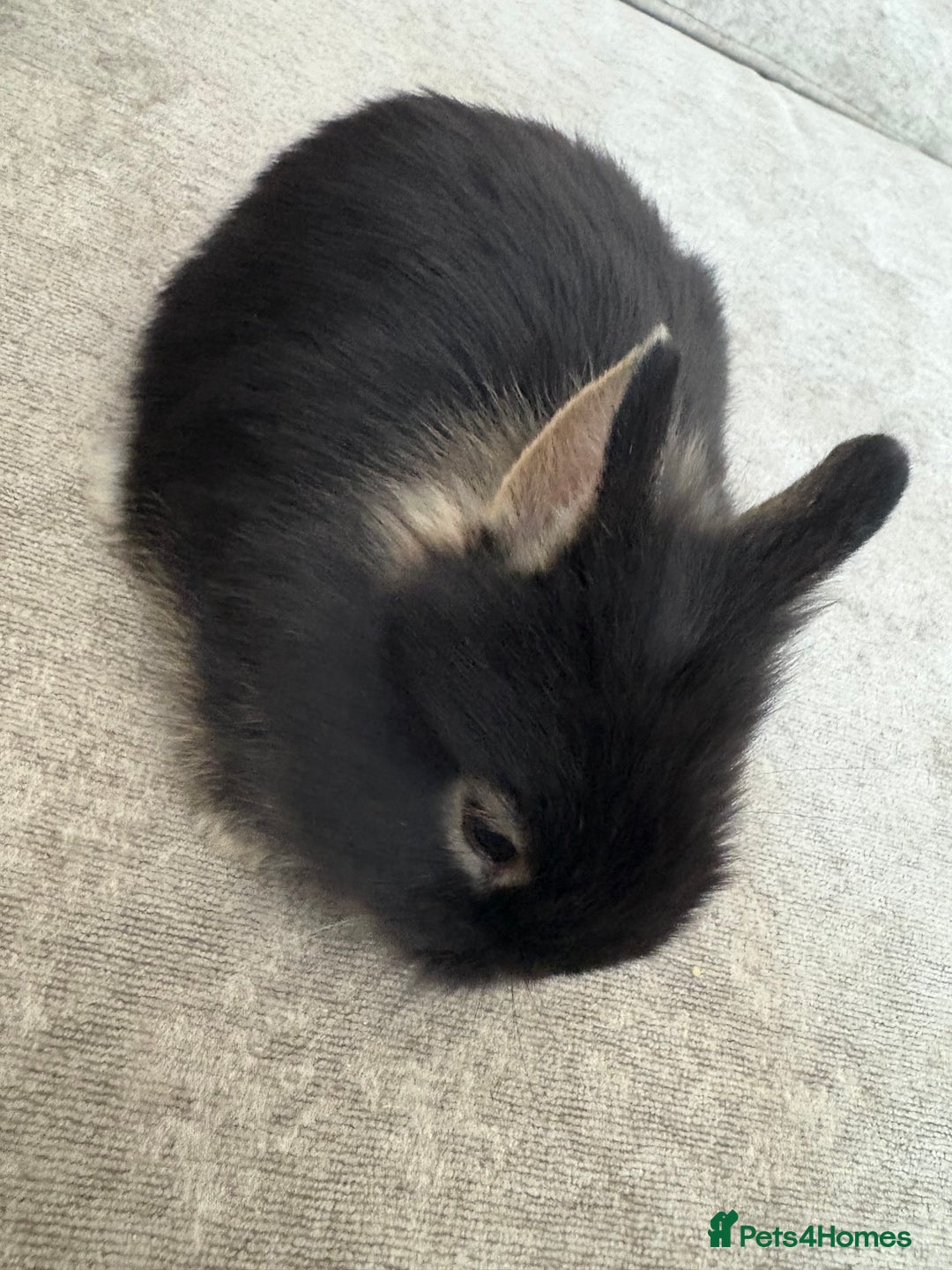Netherland Dwarf rabbits for sale: Netherlands dwarf/lion head dwarf babies - Image 4