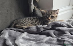 Mixed Breed cats for sale: Kittens For Sale - Image 7
