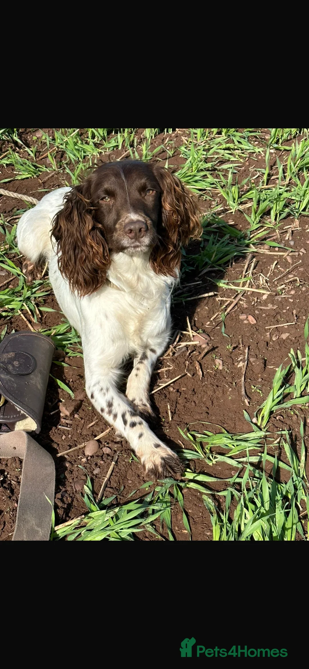 English Springer Spaniel dogs for sale: English springer spaniel male - Advert 2