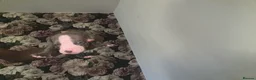 Mixed Breed dogs for sale: Staffy mix Puppies  - Advert 12