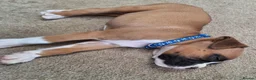 Boxer dogs for sale: Boxer puppies kc registered 5 star council licence - Advert 16