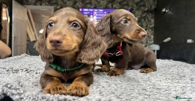 Miniature Dachshund dogs - Advert 3
