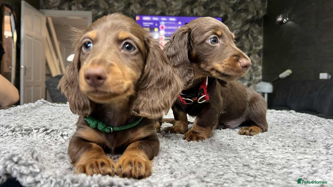 Miniature Dachshund dogs for sale: Longhaired miniature dachshund puppies KC reg. - Image 3