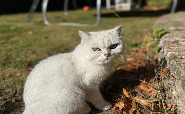 British Shorthair cats - Advert 6