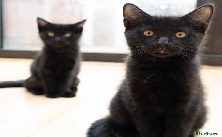 Mixed Breed cats - Advert 2