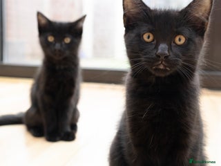 Mixed Breed cats - Advert 5