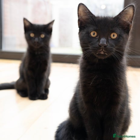 Mixed Breed cats - Advert 1