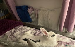 Mixed Breed rabbits for sale: White and Black Female Rabbit for adoption! FREE! - Image 7