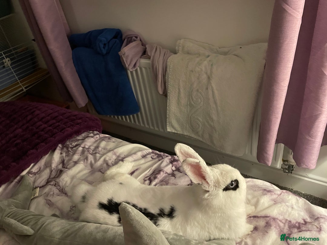 Mixed Breed rabbits for sale: White and Black Female Rabbit for adoption! FREE! - Image 7