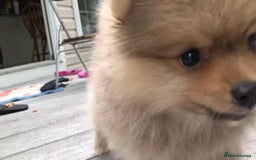 Pomeranian dogs for sale: Pomeranian puppy  - Image 7