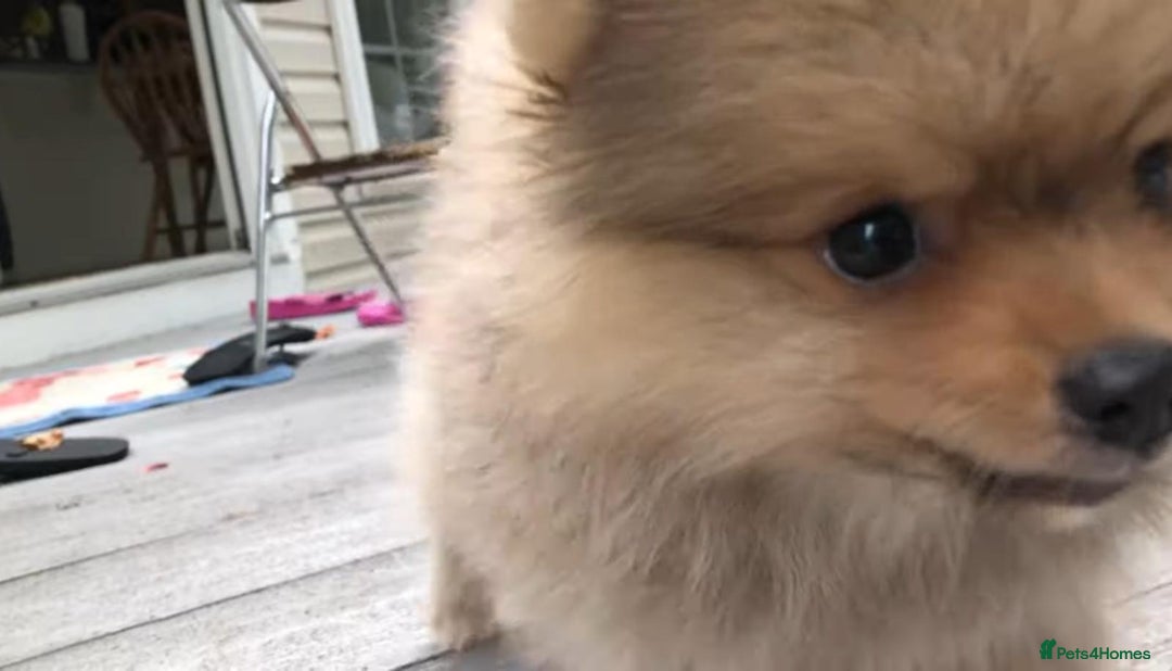 Pomeranian dogs for sale: Pomeranian puppy  - Image 7