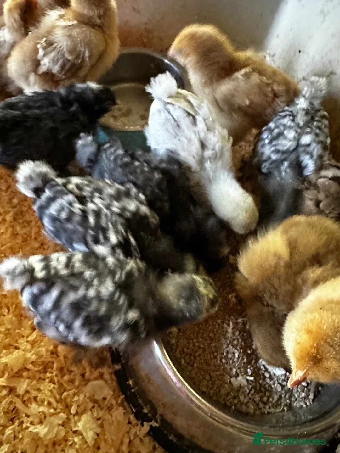 Chickens poultry for sale: Silkie chicks and gentle hand raised birds - Advert 1