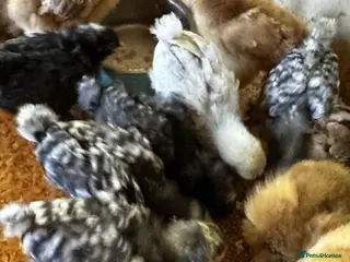 Chickens poultry for sale: Silkie chicks and gentle hand raised birds - Advert 2