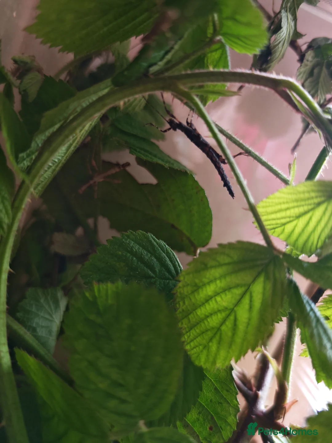 Stick Insects invertebrates for sale: Sunny Stick Insects - Advert 3