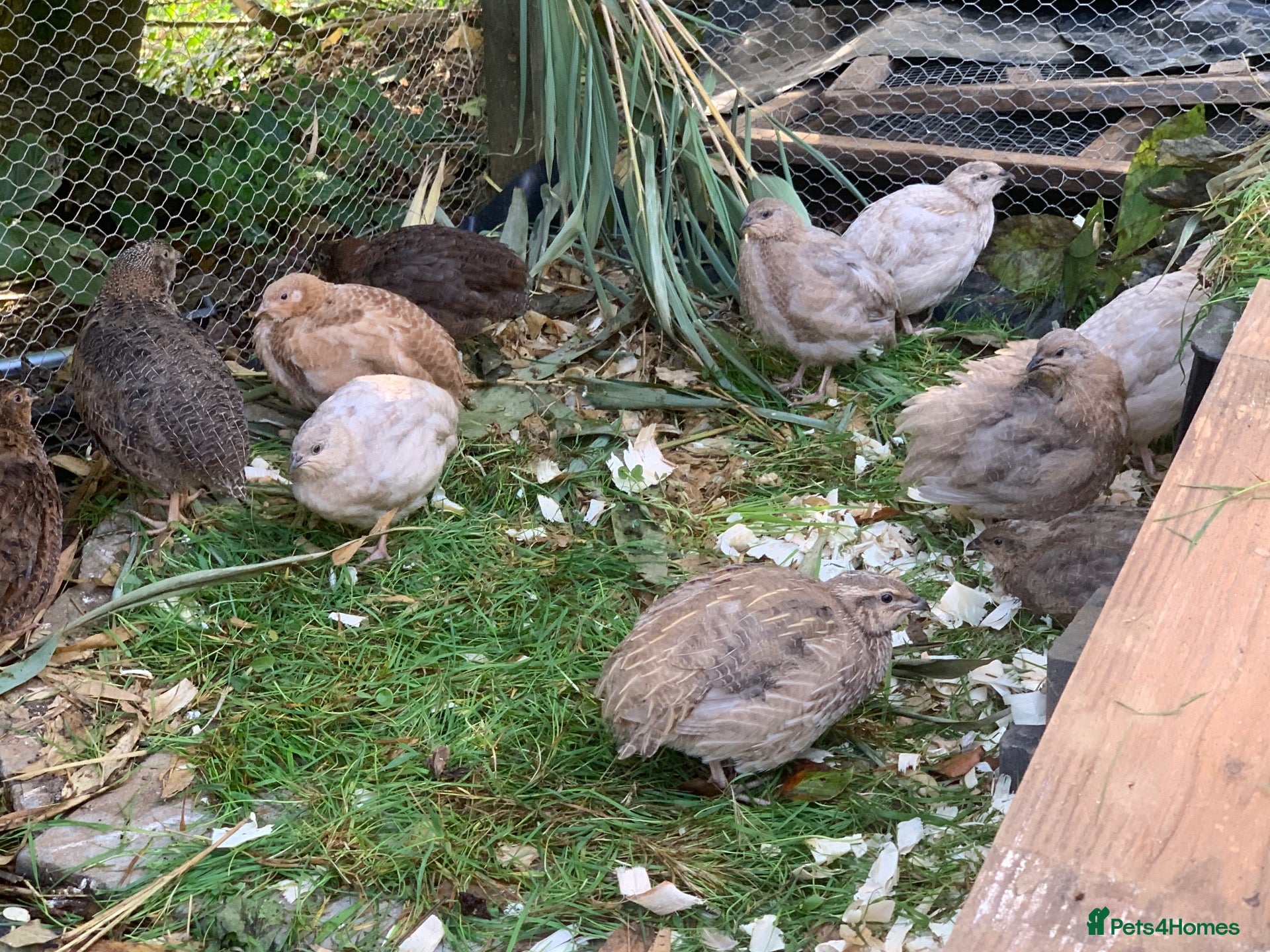 Quail poultry Mixed Japanese Coturnix Quail 6week old - Advert 3