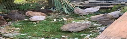 Quail poultry for sale: Mixed Japanese Coturnix Quail 6week old - Advert 1