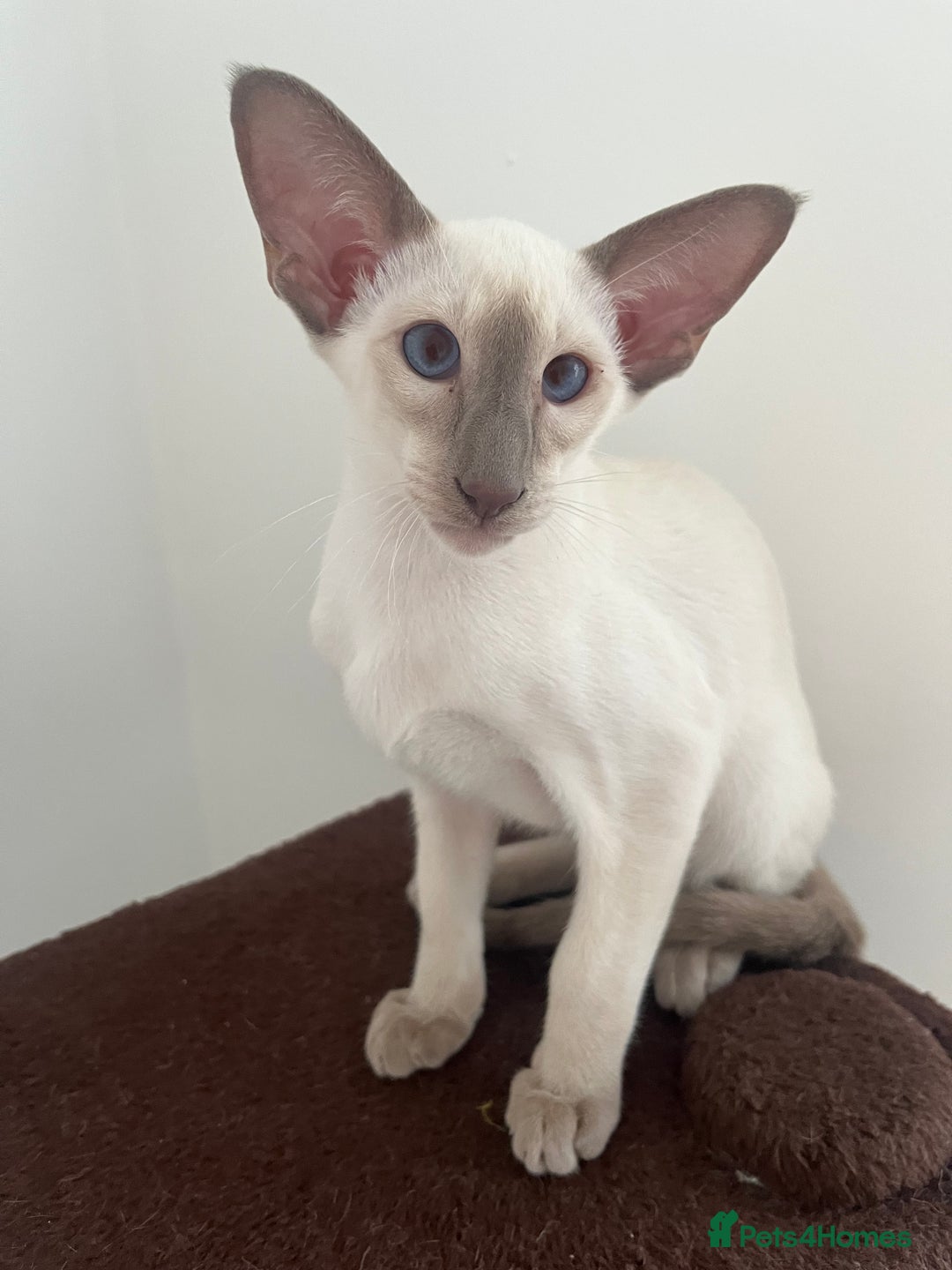 Siamese cats for sale: Stunning New Style Kittens GCCF - Image 5